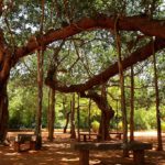 Banyan Tree, Matrimandir, Auroville